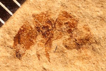 Media type: image;   Entomology PALE-3486